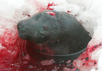 seal killed with a hooked club