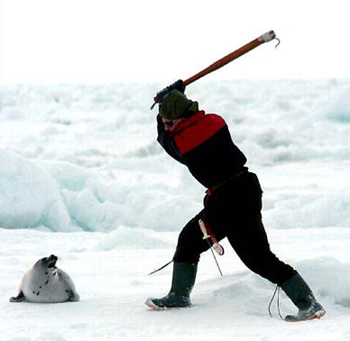 Atlantic Canadian killing a seal with a hooked club