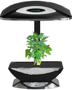 AreoGrow AeroGarden for medical marijuana