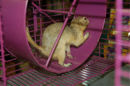 squirrel cage wheel