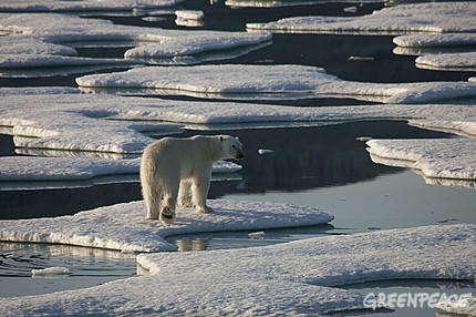 A polar bear in drifting and unconsolidated sea ice in Kane Basin, off Cape Clay, northern Greenland.