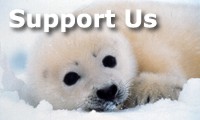 Support the Sea Shepherd Conservation Society
