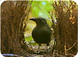 bowerbird