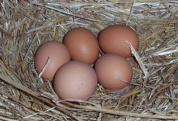 Rhode Island Red free range brown eggs