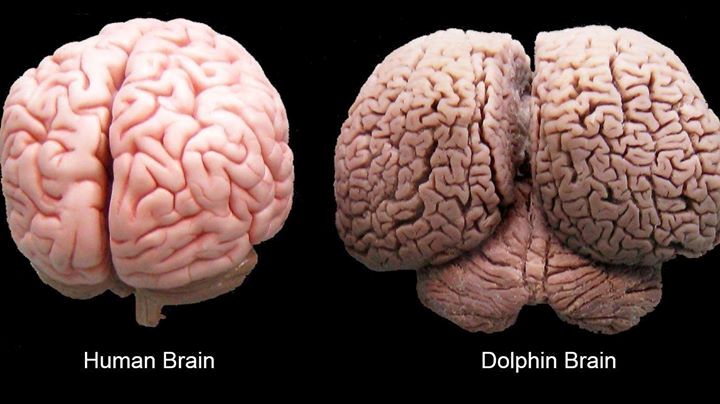 Human vs dolphin brain