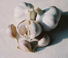 Canadian porcelain garlic