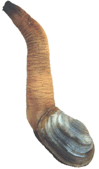 geoduck clam