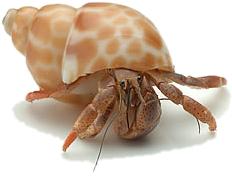 hermit crab