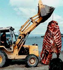 Makah ceremonial treatment of whale skeleton
