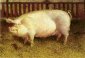 Are You An Environmental Pig?