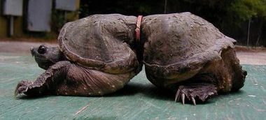 deformed snapping turtle