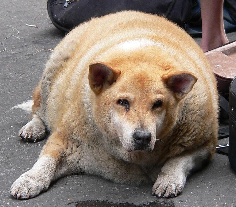 Stephen Harper’s dog Barney Diefenbaker, that he plans to have stuffed with truffles after he shuffles off this mortal coil