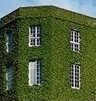 ivy covered house