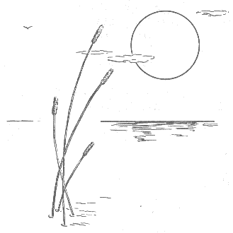 cattails