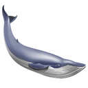 blue whale