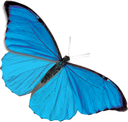 Morpho butterfly