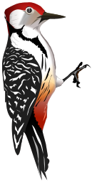 woodpecker