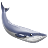 blue whale