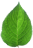 leaf logo