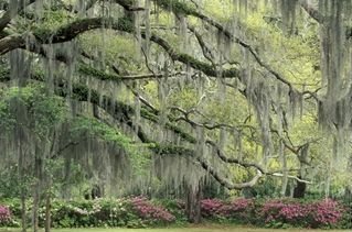 Spanish moss