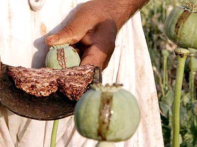 collecting opium from poppies in Afghanistan