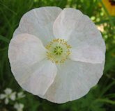 white poppy