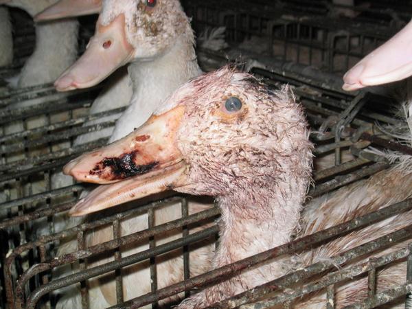 Kosher is no less cruel than other factory farming.