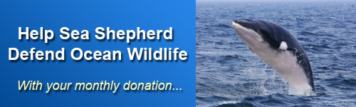 Defending Ocean Wildlife