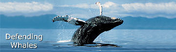 Defending Whales