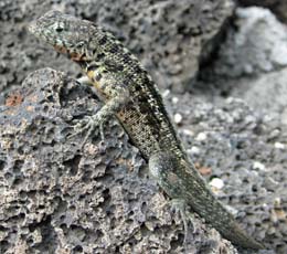 Protecting the Galapagos