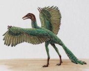 archaeopteryx