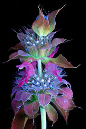 bee balm under UV