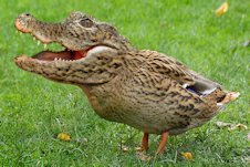 crocoduck