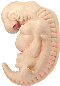 human embryo