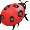 ladybug